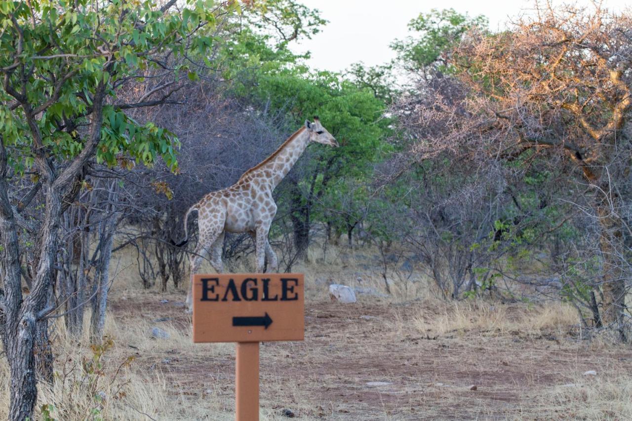 Eagle Tented Lodge & Spa Окаукуэджо Экстерьер фото